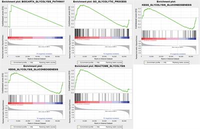 Identification of a Novel Glycolysis-Related Gene Signature for Predicting Breast Cancer Survival